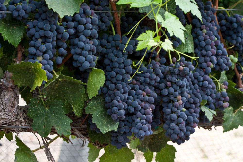 Syrah