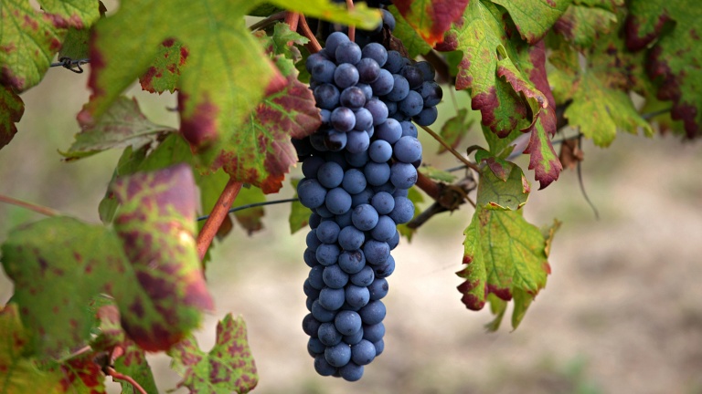 nebbiolo