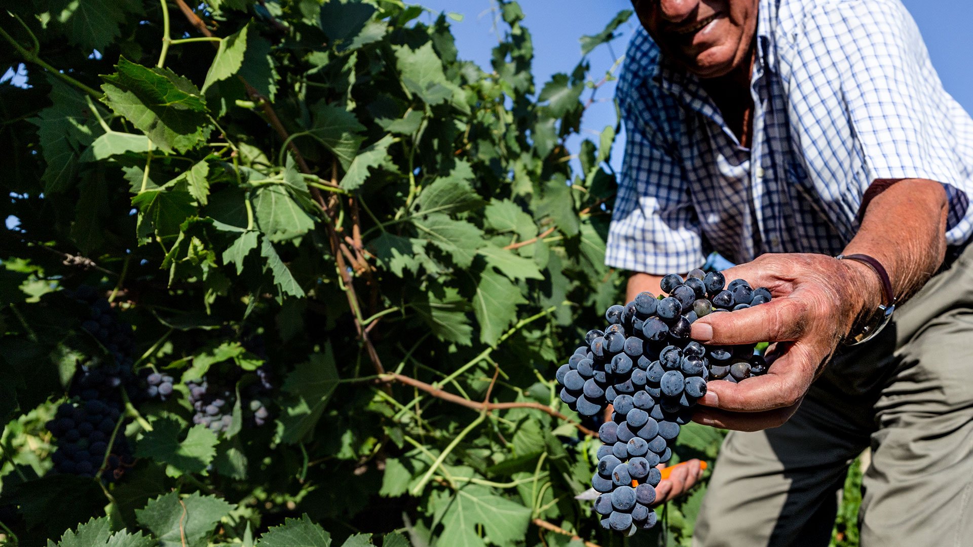 I vini di Menfi degustazione guidata di 4 vini delle Cantine Settesoli