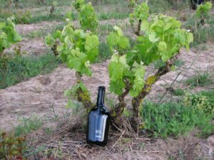 Memorie di vite - I vini tradizionali di Quartomoro di Sardegna